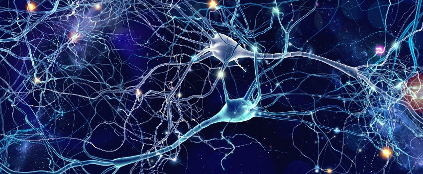 Neurons