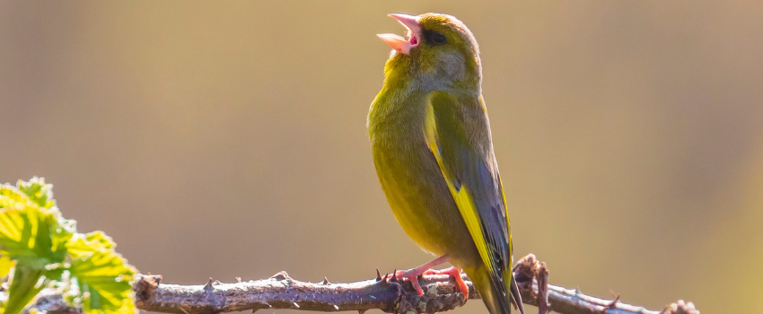 bird on a branch chirping with its beak open