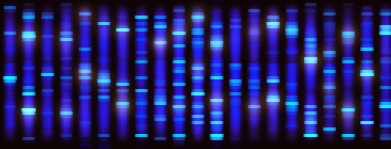 Genes visualisation