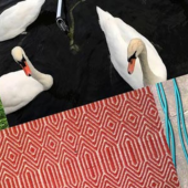 A collage features white swans on a dark pond, green grass with hands visible, pigeons on concrete, a red geometric-patterned rug, and potted plants on a patio.