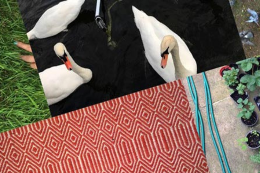 A collage features white swans on a dark pond, green grass with hands visible, pigeons on concrete, a red geometric-patterned rug, and potted plants on a patio.