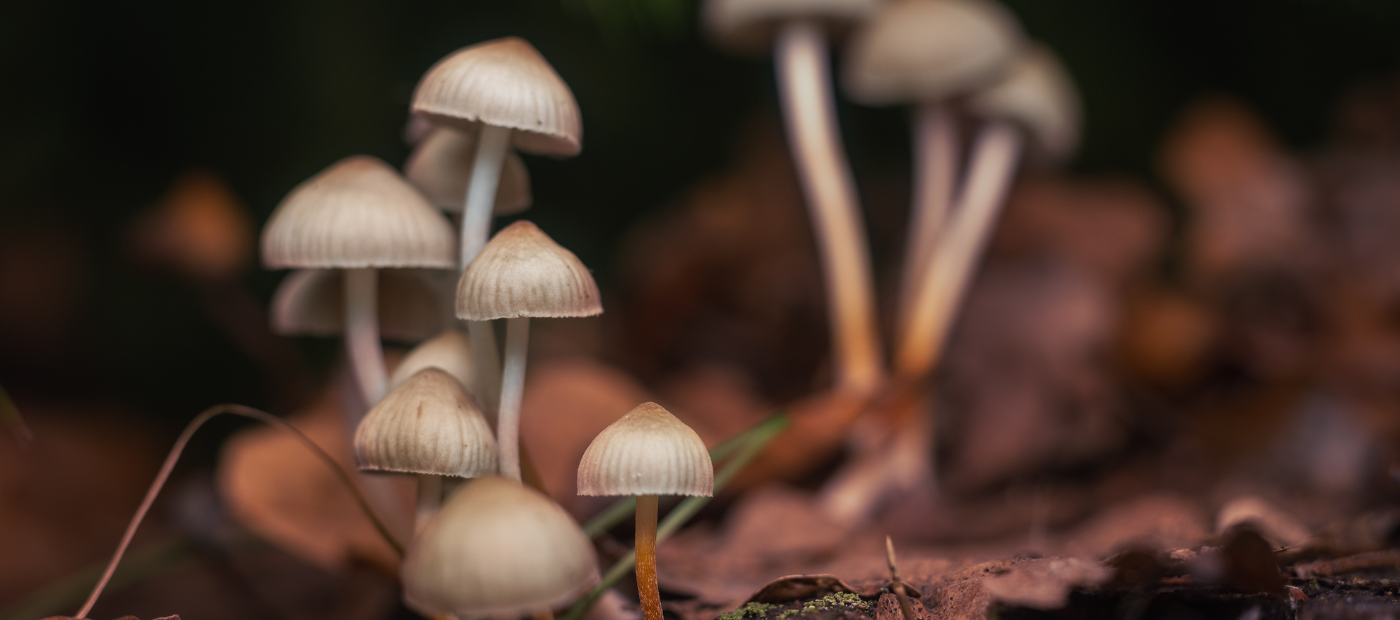 Psilocybin, in 10mg or 25mg doses, has no detrimental effects in healthy people
