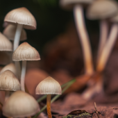 Close-up of small, clustered mushrooms with beige caps and slender stems, growing on a forest floor of dry brown leaves