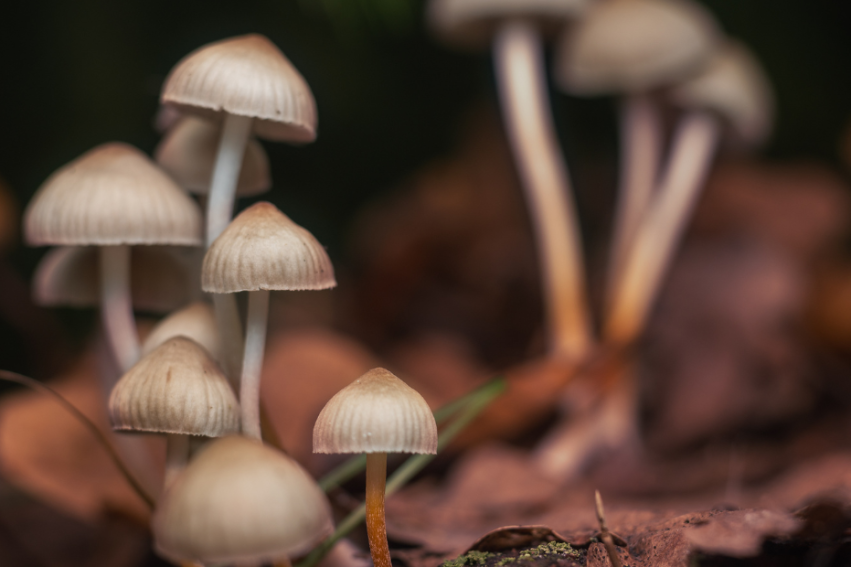 Close-up of small, clustered mushrooms with beige caps and slender stems, growing on a forest floor of dry brown leaves