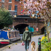 A woman walks a dog along a canal towpath lined with blooming trees and daffodils. A narrowboat is moored nearby