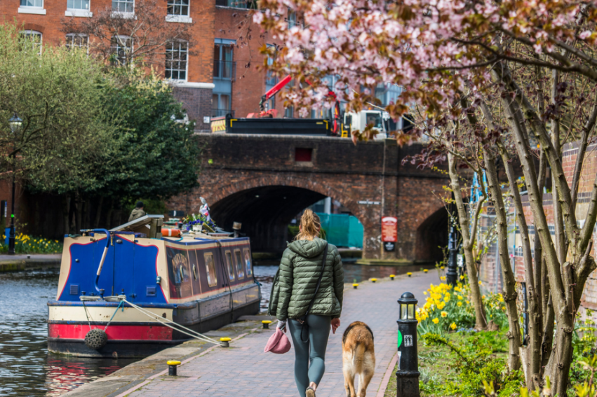 A woman walks a dog along a canal towpath lined with blooming trees and daffodils. A narrowboat is moored nearby