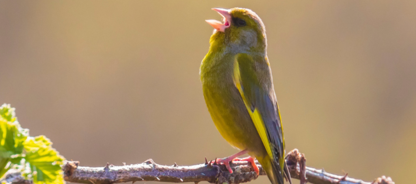 Feeling chirpy: Being around birds is linked to lasting mental health benefits