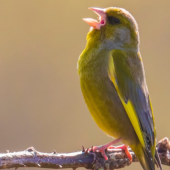 A vibrant greenish-yellow bird with its beak open, perched on a branch against a soft, blurred background