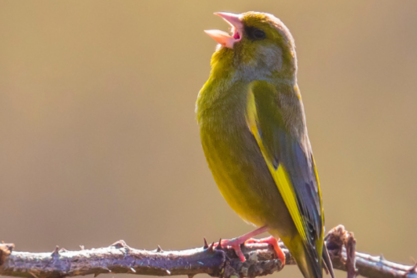 A vibrant greenish-yellow bird with its beak open, perched on a branch against a soft, blurred background