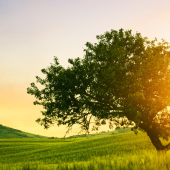 A solitary tree stands in a sunlit field at sunrise, with gently rolling green hills in the background