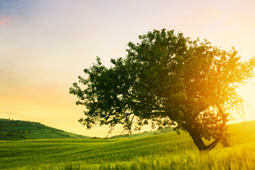 A solitary tree stands in a sunlit field at sunrise, with gently rolling green hills in the background