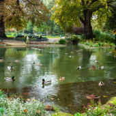 A tranquil park scene with a pond surrounded by greenery and autumn trees