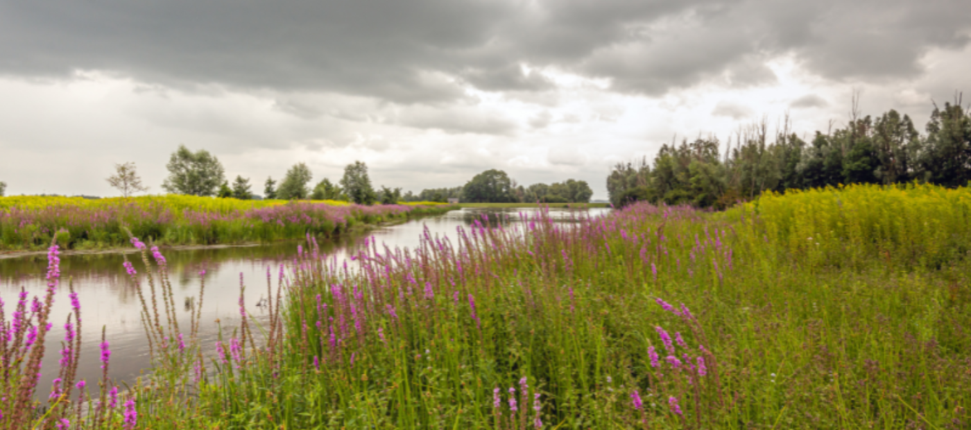 Why diversity in nature could be the key to mental wellbeing