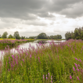 A serene landscape features a river flanked by vibrant purple and yellow wildflowers, under a moody, cloudy sky