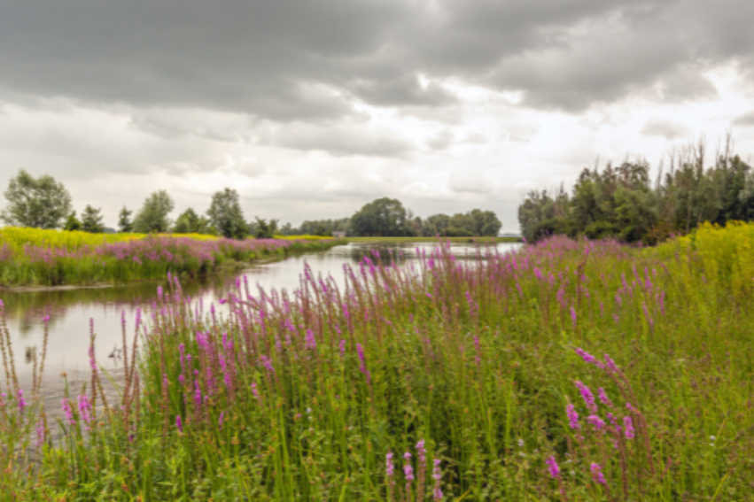 A serene landscape features a river flanked by vibrant purple and yellow wildflowers, under a moody, cloudy sky