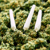 cannabis joint resting on cannabis plant