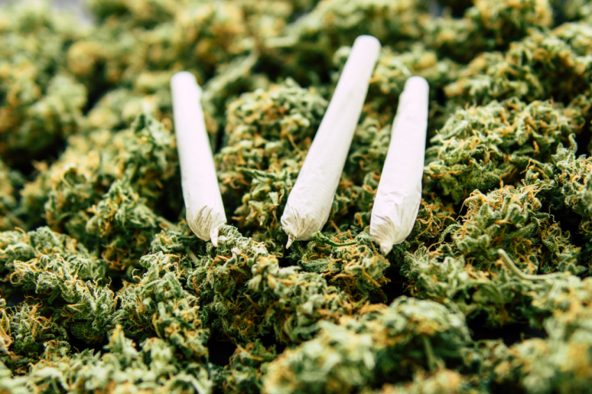 cannabis joint resting on cannabis plant