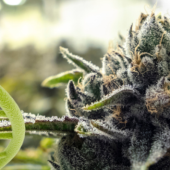 First study to show high potency cannabis use leaves unique signature on DNA