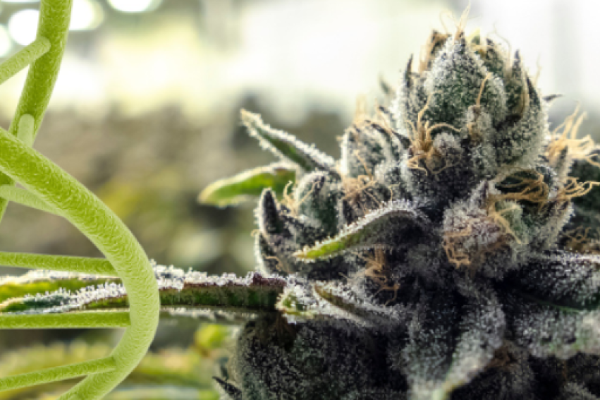 First study to show high potency cannabis use leaves unique signature on DNA