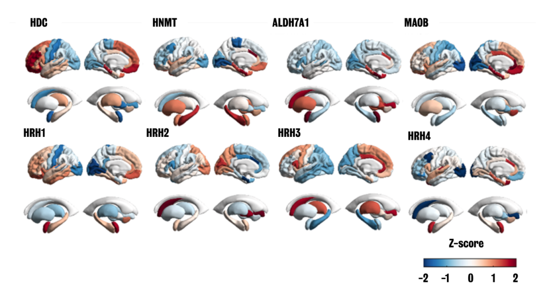 Histamine-related gene expression in the human brain.